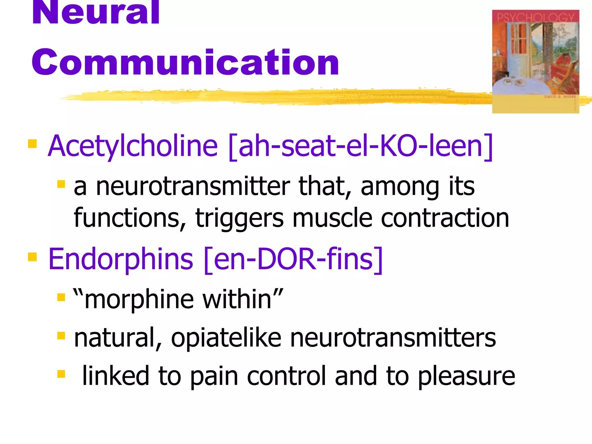 Neural Communication Acetylcholine [ah-seat-el-KO-leen]   a neurotransmitter that, among its functions, triggers muscle contraction Endorphins [en-DOR-fins]   “ morphine within”  natural, opiatelike neurotransmitters linked to pain control and to pleasure 