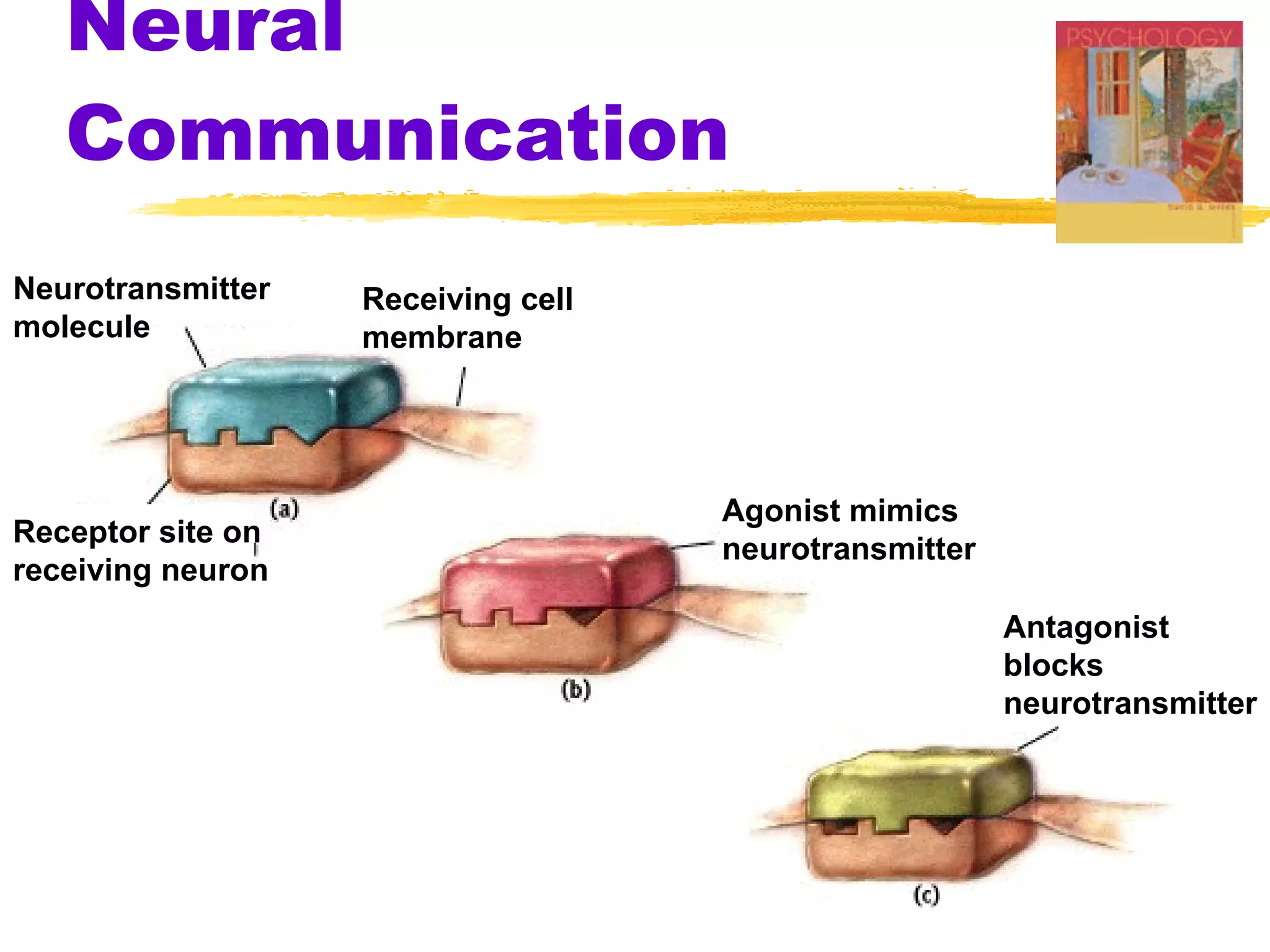 Neural Communication Neurotransmitter  molecule Receiving cell membrane Receptor site on receiving neuron Agonist mimics neurotransmitter Antagonist blocks neurotransmitter 
