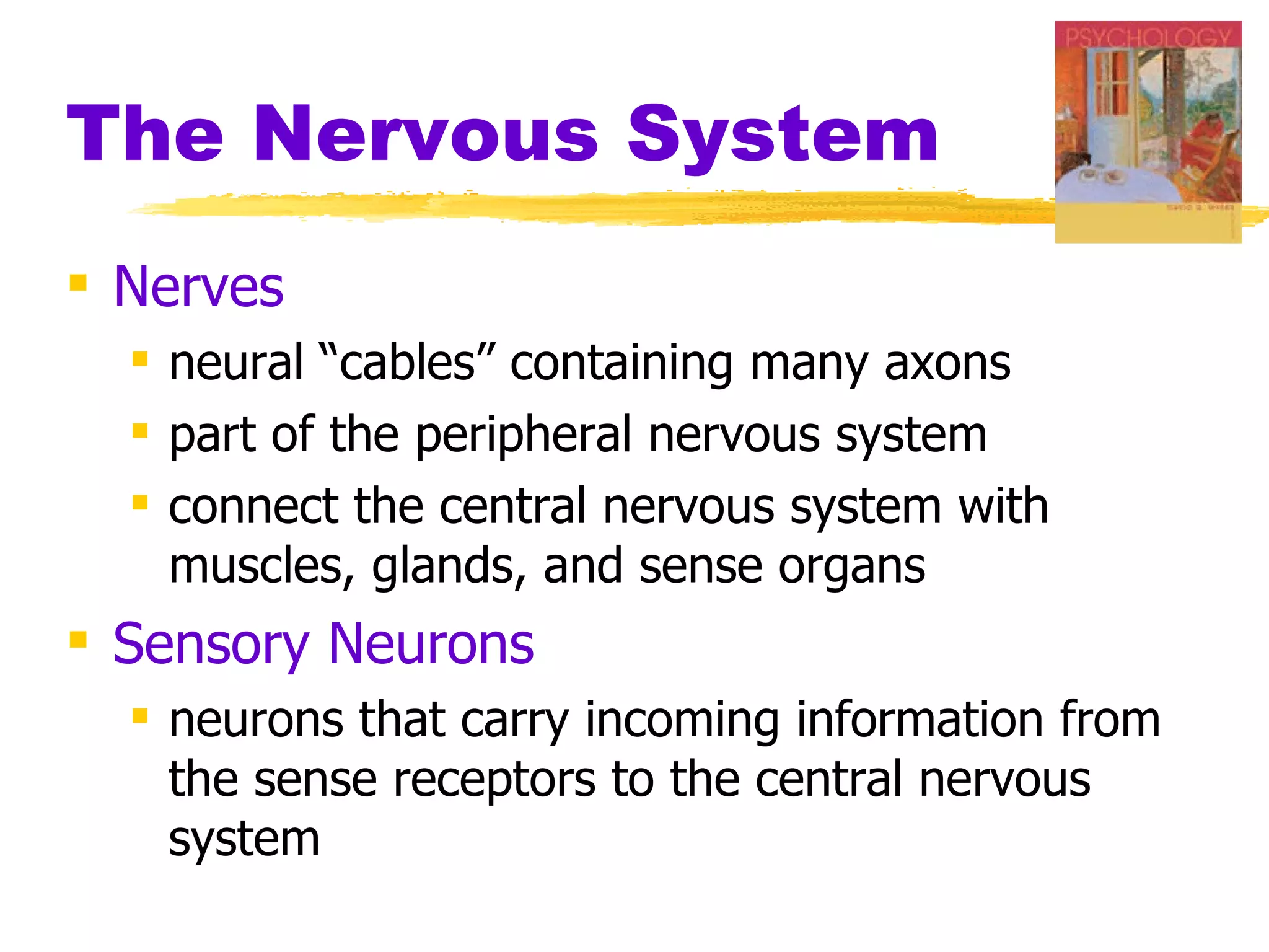 The Nervous System Nerves  neural “cables” containing many axons part of the peripheral nervous system connect the central nervous system with muscles, glands, and sense organs Sensory Neurons   neurons that carry incoming information from the sense receptors to the central nervous system 