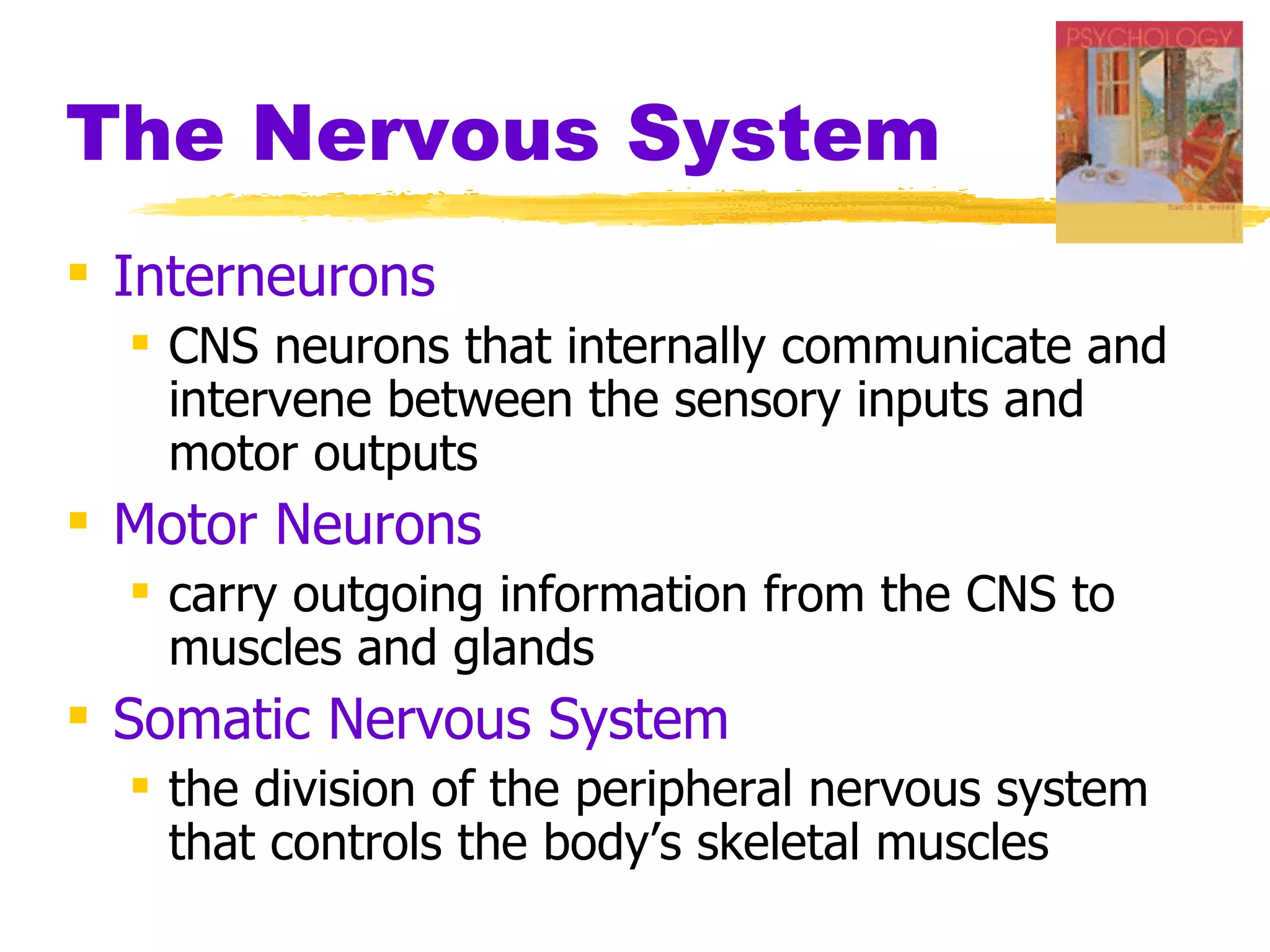 The Nervous System Interneurons  CNS neurons that internally communicate and intervene between the sensory inputs and motor outputs Motor Neurons carry outgoing information from the CNS to muscles and glands Somatic Nervous System the division of the peripheral nervous system that controls the body’s skeletal muscles 