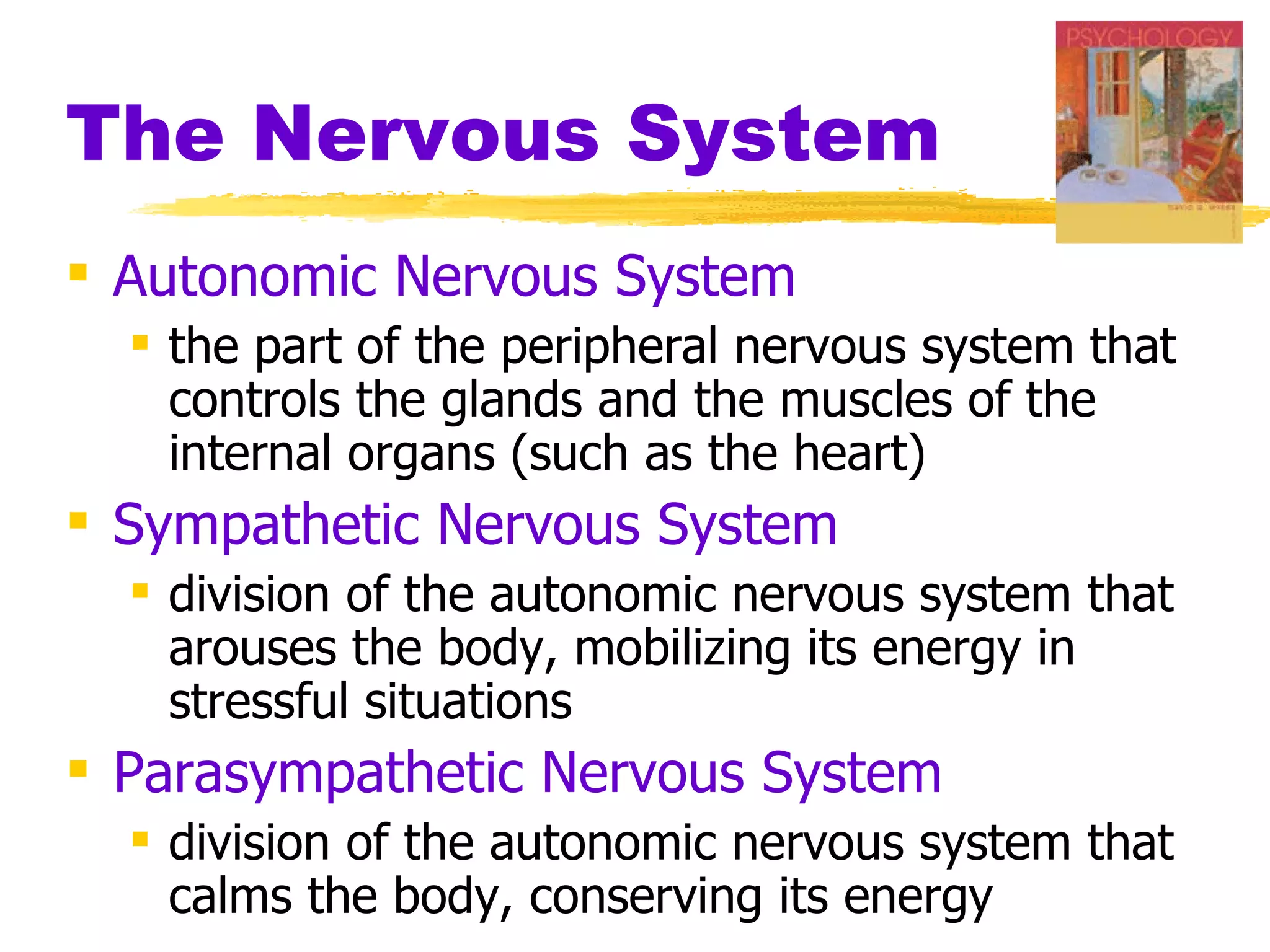 The Nervous System Autonomic Nervous System   the part of the peripheral nervous system that controls the glands and the muscles of the internal organs (such as the heart) Sympathetic Nervous System   division of the autonomic nervous system that arouses the body, mobilizing its energy in stressful situations Parasympathetic Nervous System   division of the autonomic nervous system that calms the body, conserving its energy 