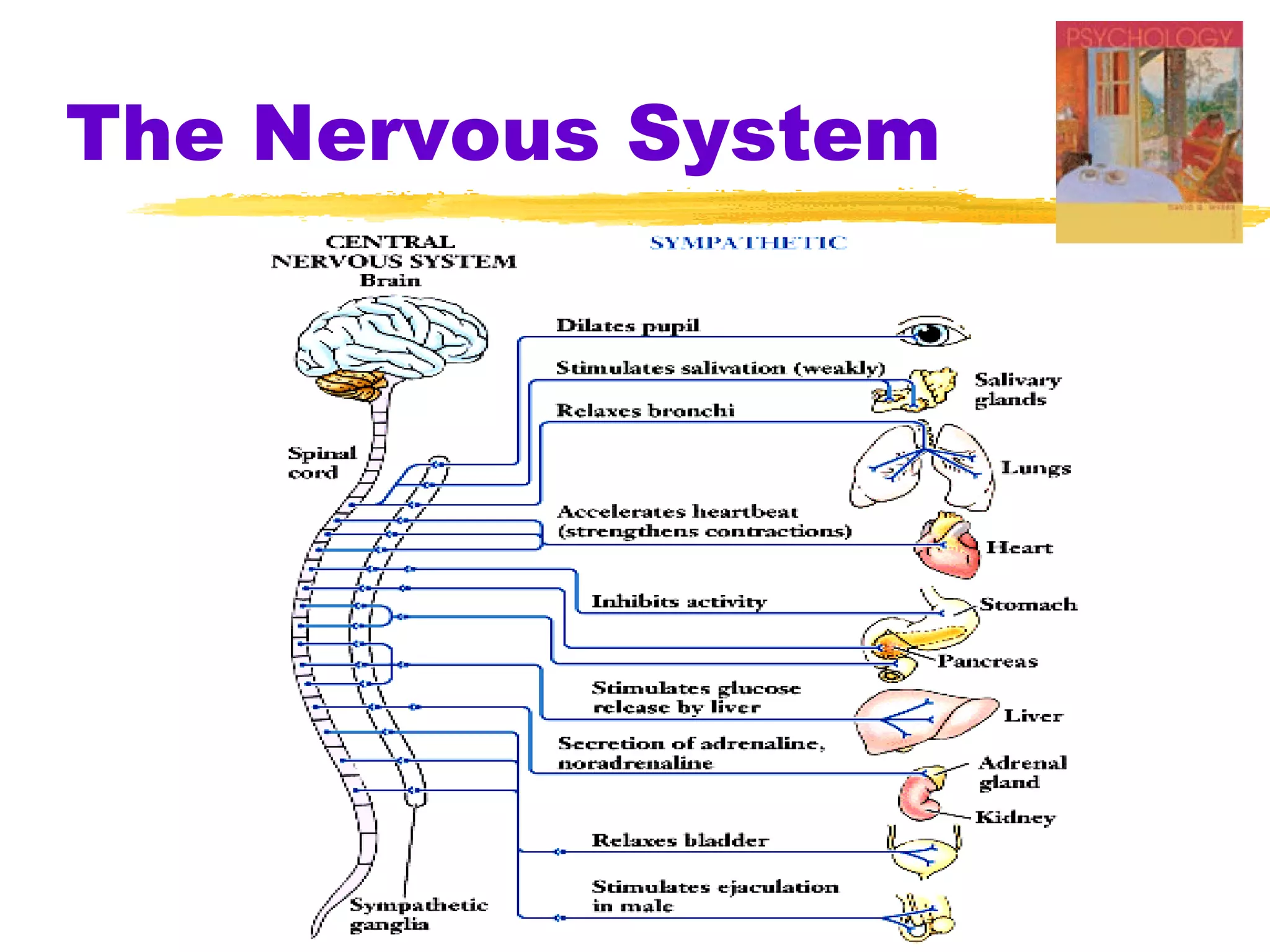 The Nervous System 