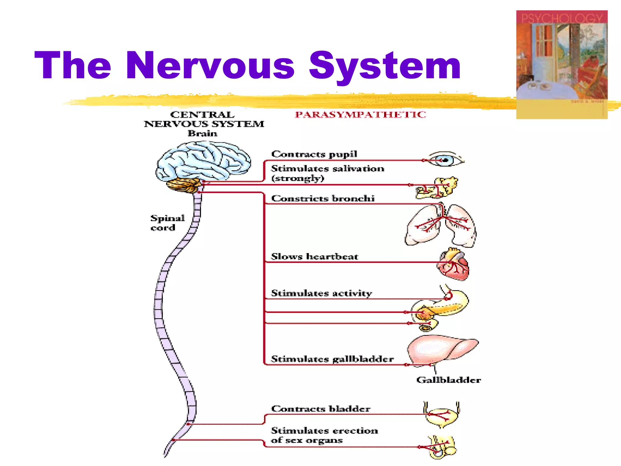 The Nervous System 