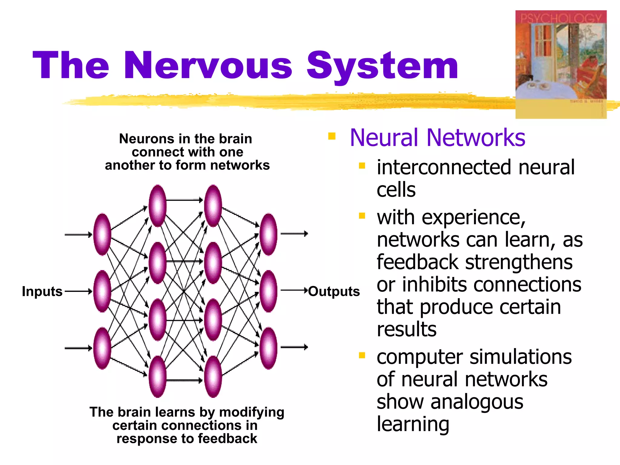 The Nervous System Neural Networks interconnected neural cells  with experience, networks can learn, as feedback strengthens or inhibits connections that produce certain results  computer simulations of neural networks show analogous learning Inputs Outputs Neurons in the brain  connect with one another to form networks The brain learns by modifying certain connections in  response to feedback 