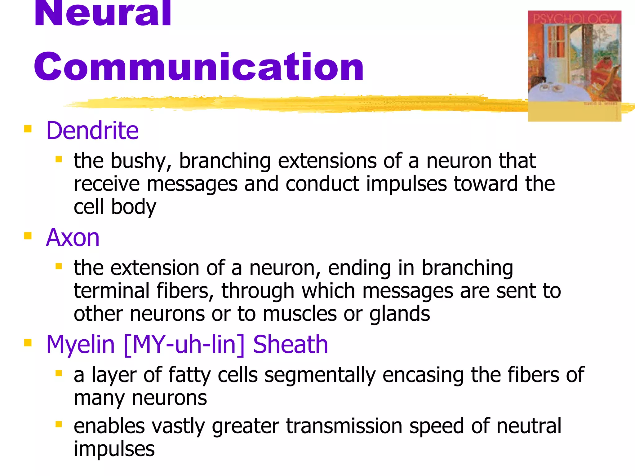 Neural Communication Dendrite the bushy, branching extensions of a neuron that receive messages and conduct impulses toward the cell body Axon the extension of a neuron, ending in branching terminal fibers, through which messages are sent to other neurons or to muscles or glands Myelin [MY-uh-lin] Sheath   a layer of fatty cells segmentally encasing the fibers of many neurons enables vastly greater transmission speed of neutral impulses 