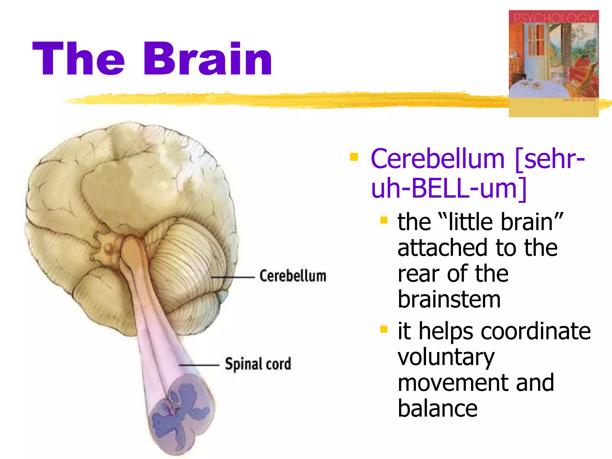 The Brain Cerebellum [sehr-uh-BELL-um]   the “little brain” attached to the rear of the brainstem it helps coordinate voluntary movement and balance 