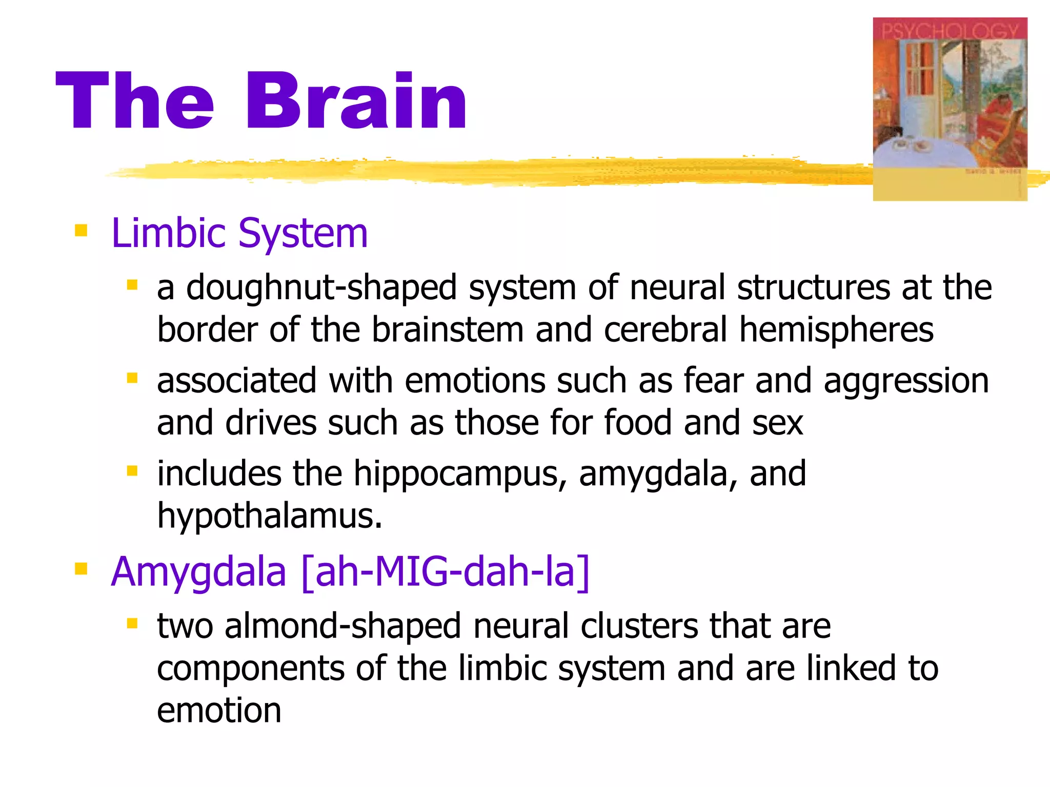 The Brain Limbic System a doughnut-shaped system of neural structures at the border of the brainstem and cerebral hemispheres associated with emotions such as fear and aggression and drives such as those for food and sex  includes the hippocampus, amygdala, and hypothalamus. Amygdala [ah-MIG-dah-la]   two almond-shaped neural clusters that are components of the limbic system and are linked to emotion 