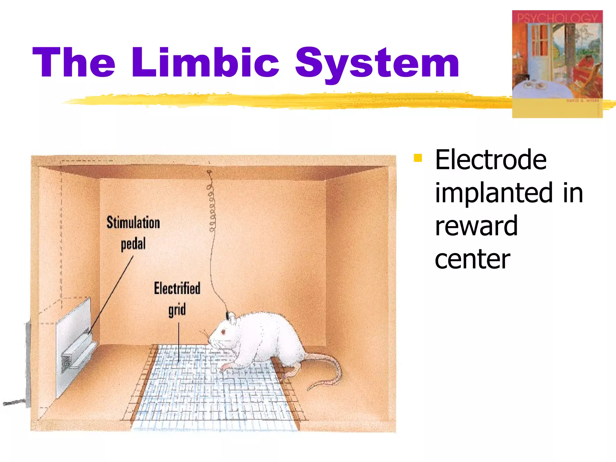 The Limbic System Electrode implanted in reward center 