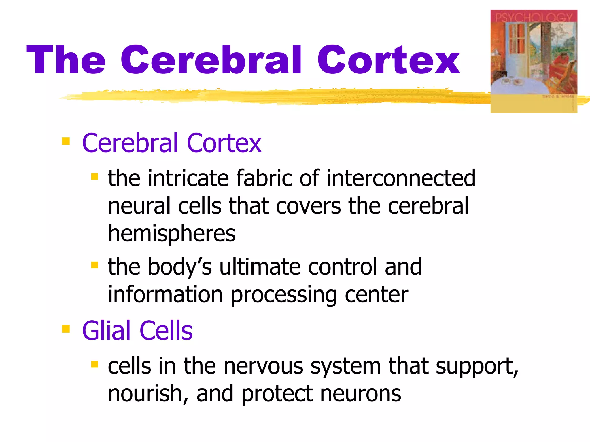 The Cerebral Cortex Cerebral Cortex   the intricate fabric of interconnected neural cells that covers the cerebral hemispheres the body’s ultimate control and information processing center Glial Cells   cells in the nervous system that support, nourish, and protect neurons 