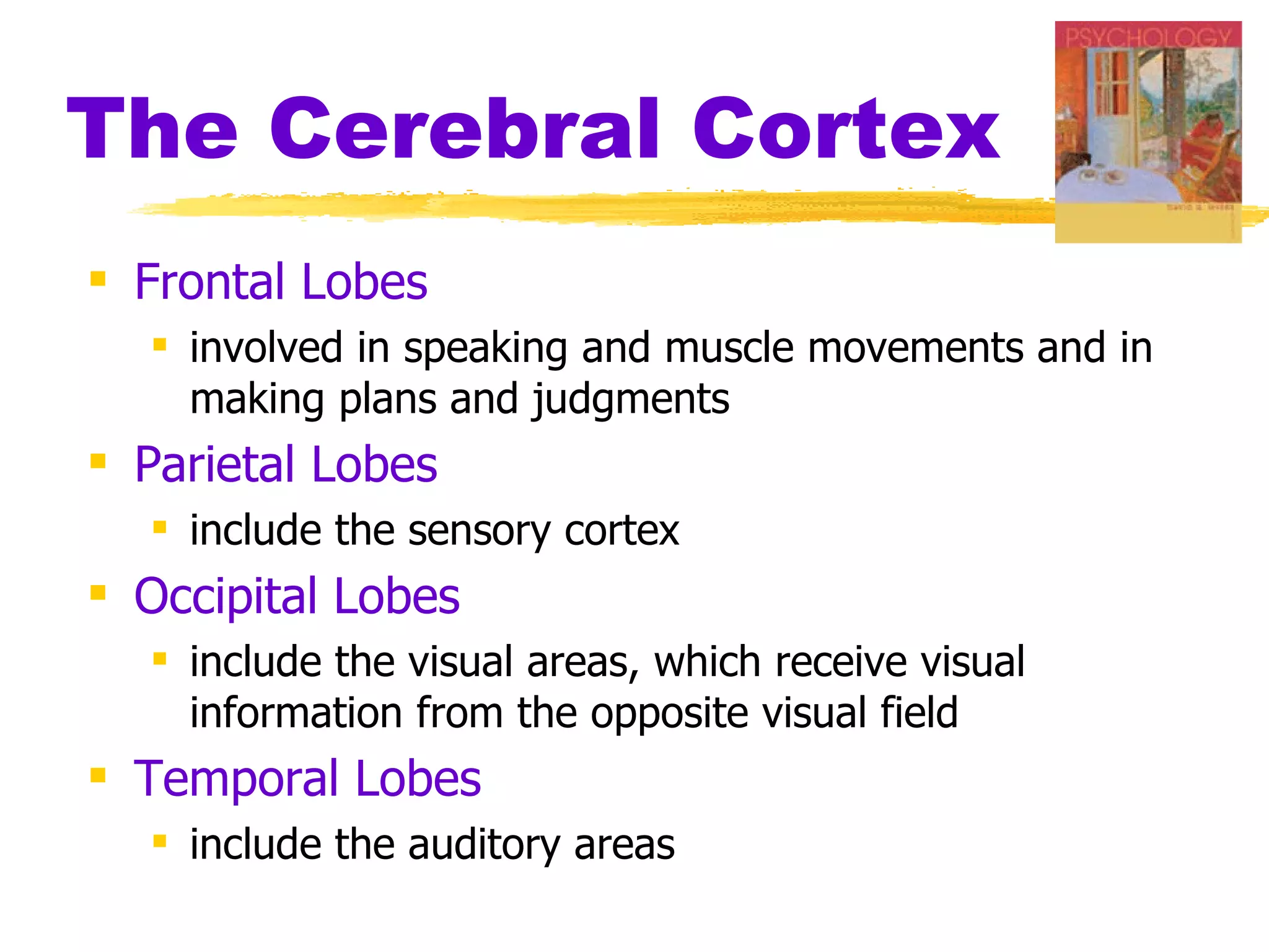 The Cerebral Cortex Frontal Lobes   involved in speaking and muscle movements and in making plans and judgments Parietal Lobes   include the sensory cortex Occipital Lobes   include the visual areas, which receive visual information from the opposite visual field Temporal Lobes   include the auditory areas 