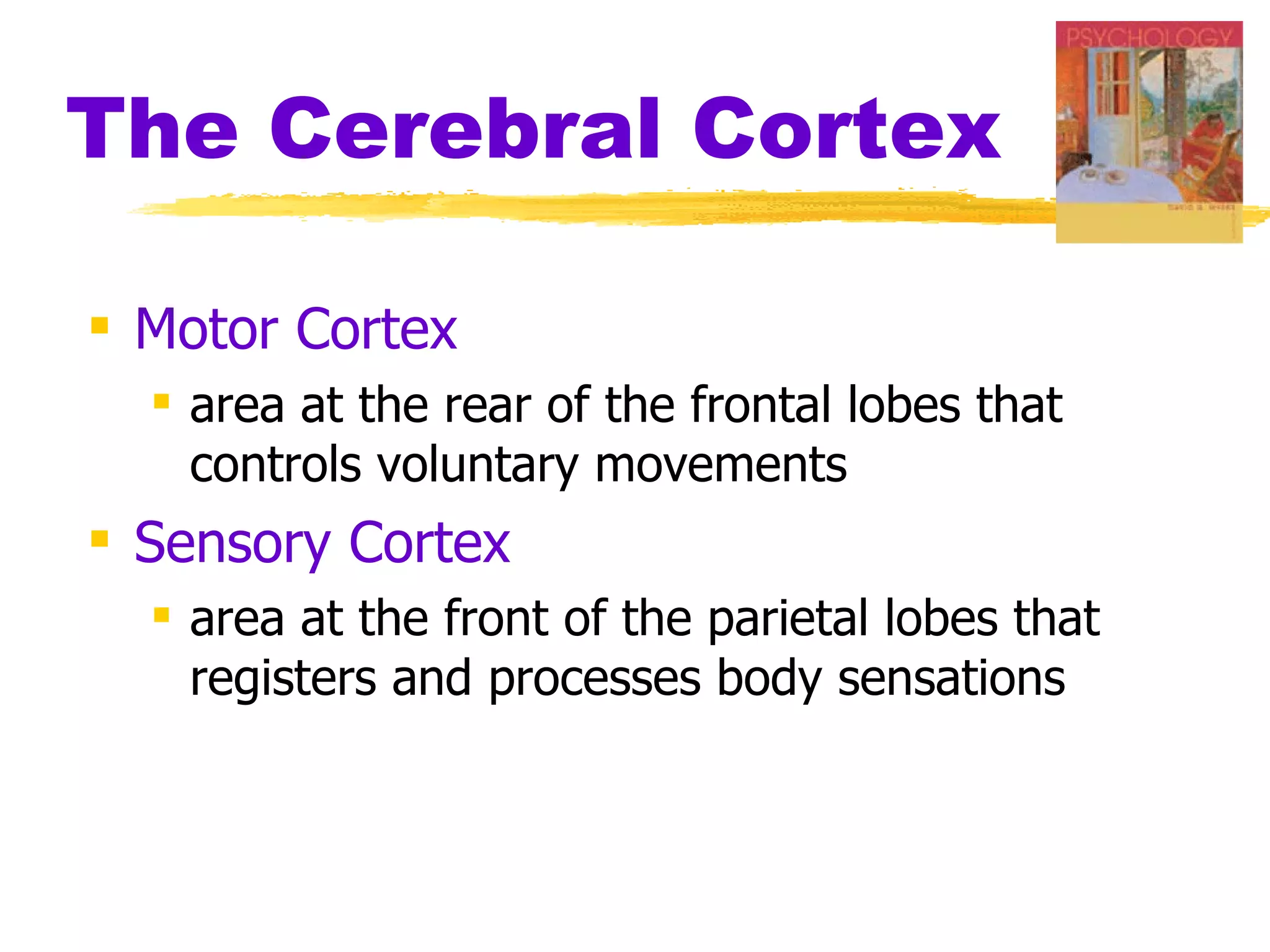 The Cerebral Cortex Motor Cortex area at the rear of the frontal lobes that controls voluntary movements Sensory Cortex area at the front of the parietal lobes that registers and processes body sensations 