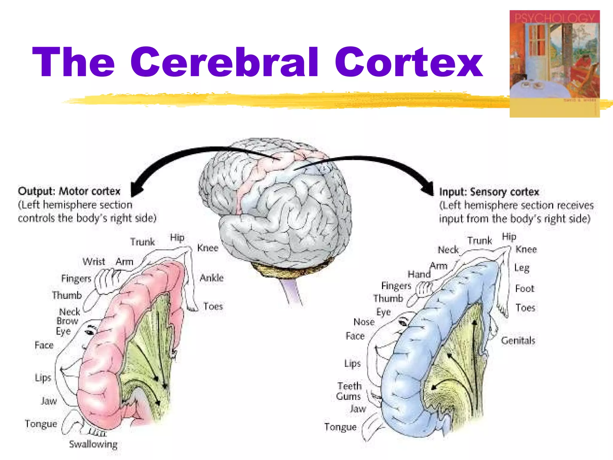 The Cerebral Cortex 