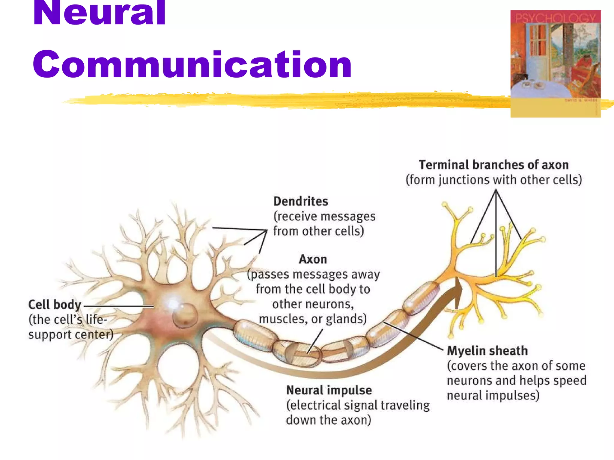 Neural Communication 