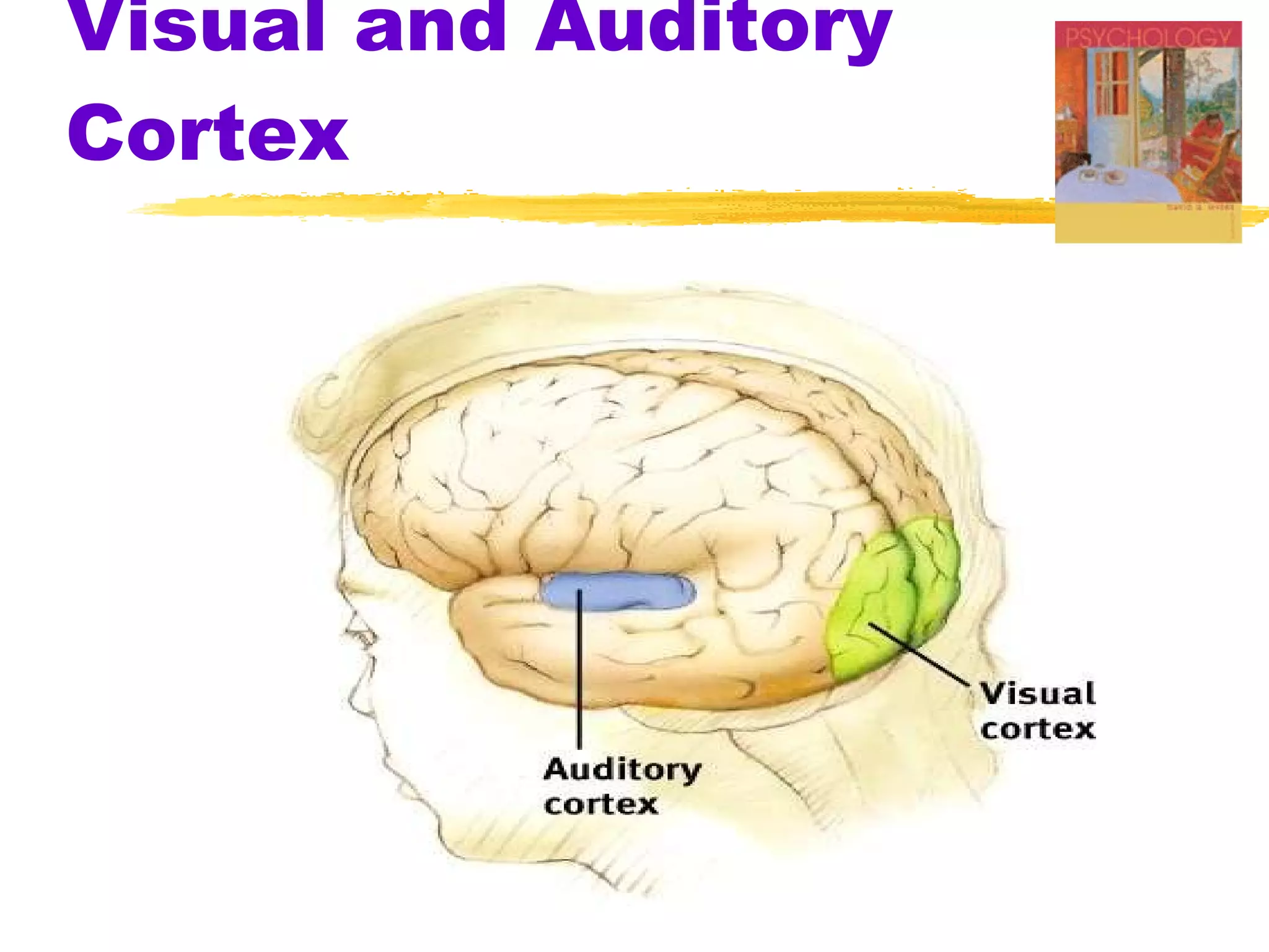 Visual and Auditory Cortex 