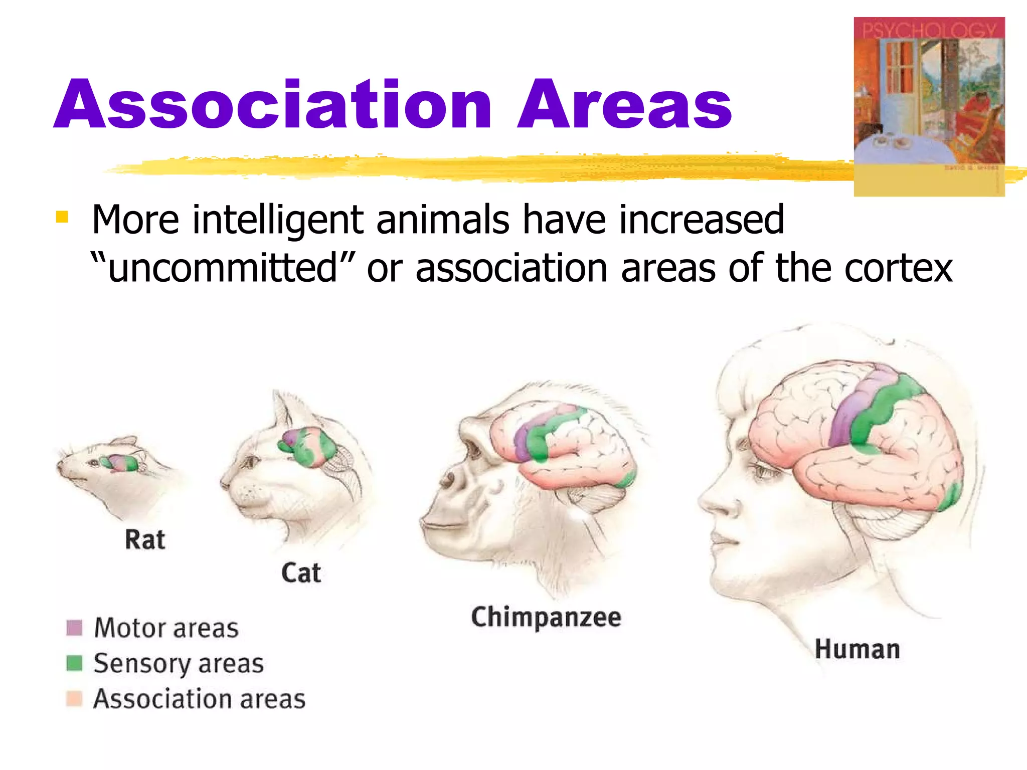 Association Areas More intelligent animals have increased “uncommitted” or association areas of the cortex 