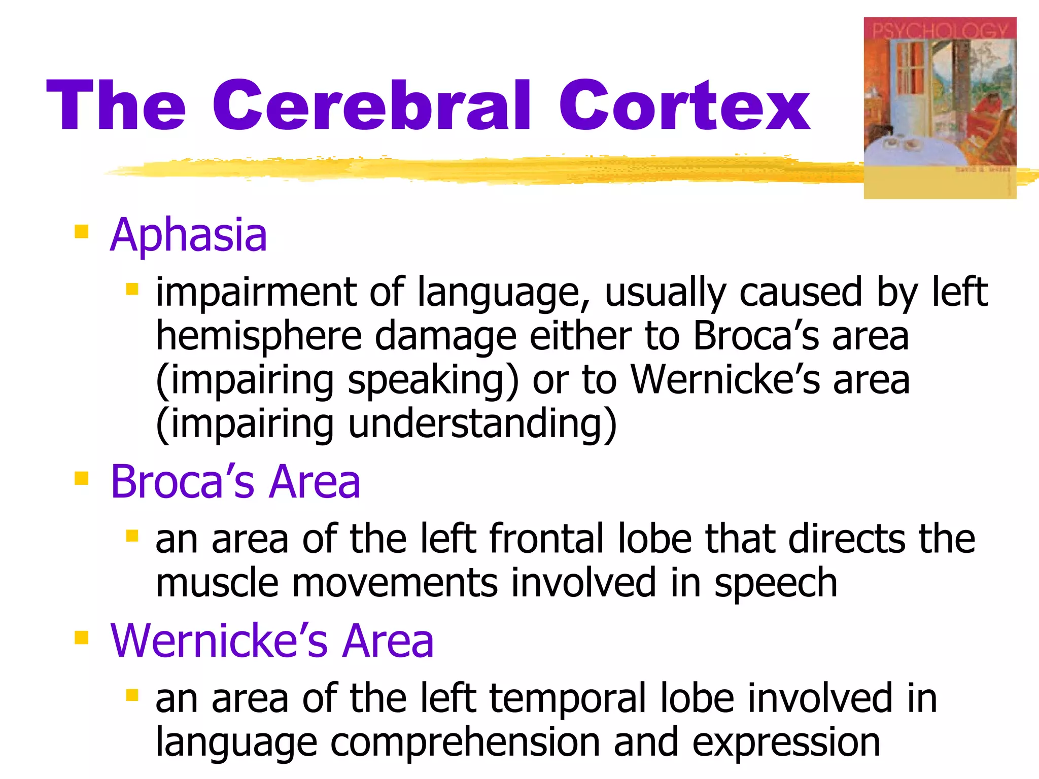 The Cerebral Cortex Aphasia impairment of language, usually caused by left hemisphere damage either to Broca’s area (impairing speaking) or to Wernicke’s area (impairing understanding) Broca’s Area   an area of the left frontal lobe that directs the muscle movements involved in speech Wernicke’s Area   an area of the left temporal lobe involved in language comprehension and expression 