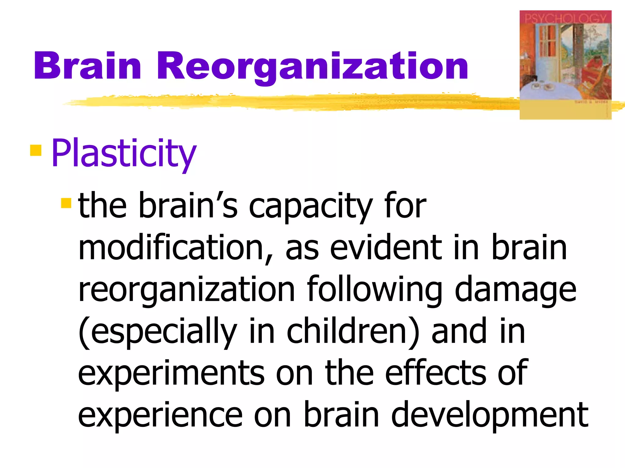 Brain Reorganization Plasticity the brain’s capacity for modification, as evident in brain reorganization following damage (especially in children) and in experiments on the effects of experience on brain development 