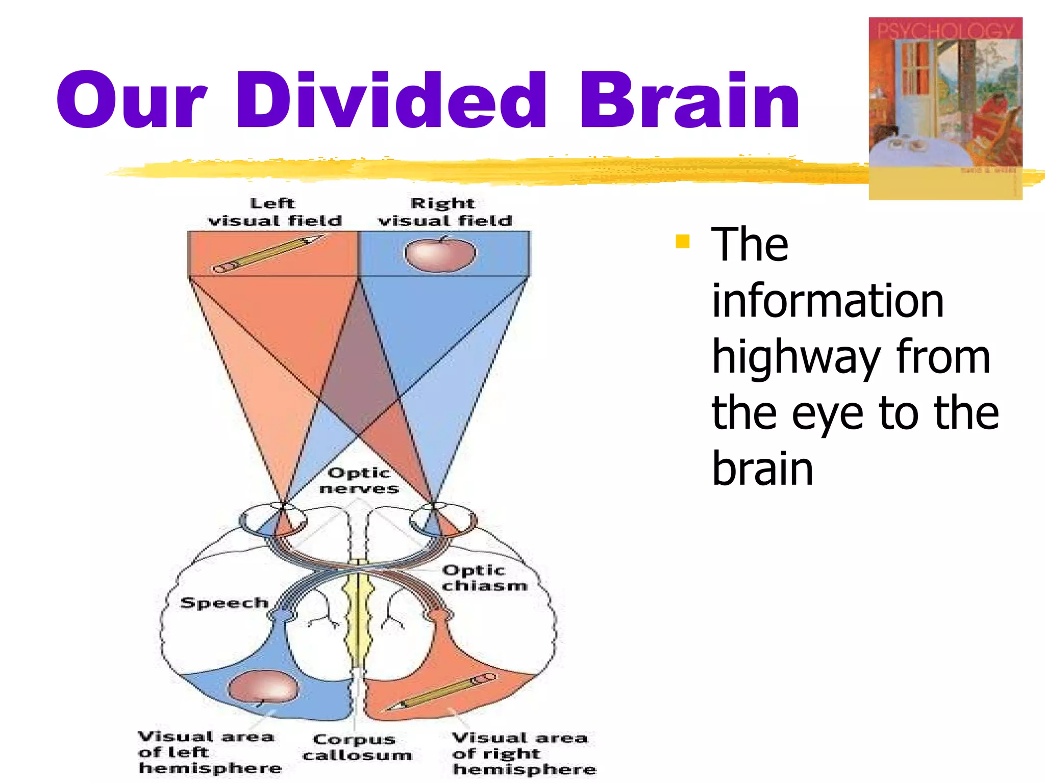 Our Divided Brain The information highway from the eye to the brain 
