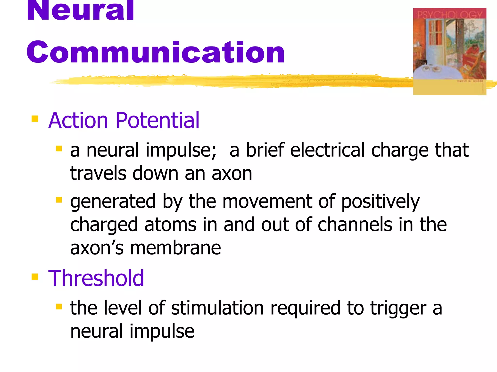Neural Communication Action Potential   a neural impulse;  a brief electrical charge that travels down an axon generated by the movement of positively charged atoms in and out of channels in the axon’s membrane Threshold   the level of stimulation required to trigger a neural impulse 