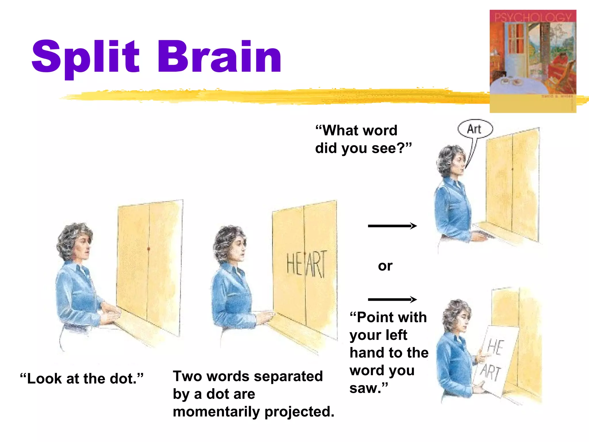 Split Brain “ Look at the dot.” Two words separated by a dot are  momentarily projected. “ What word did you see?” or “ Point with your left  hand to the word you  saw.” 