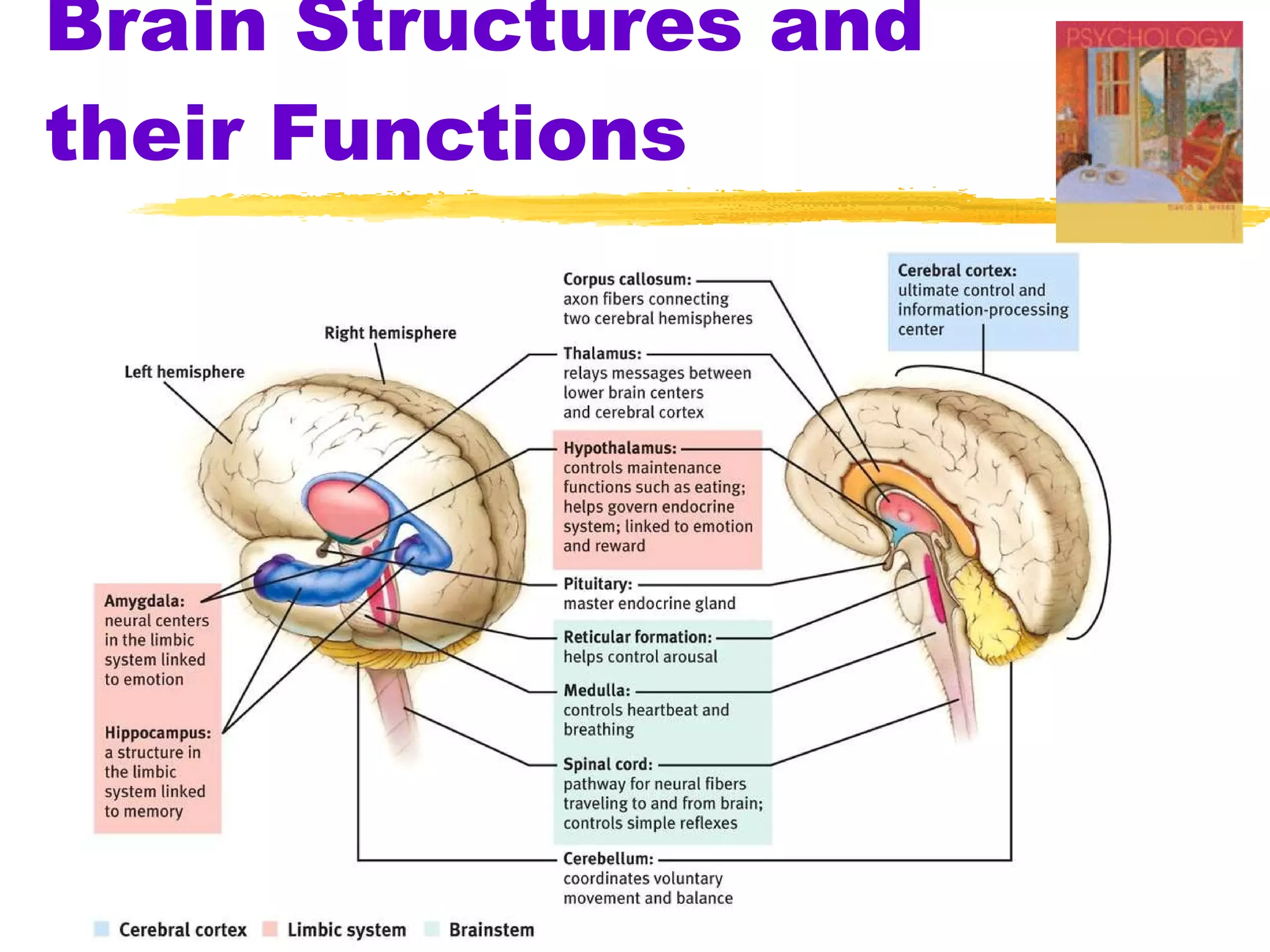 Brain Structures and their Functions 