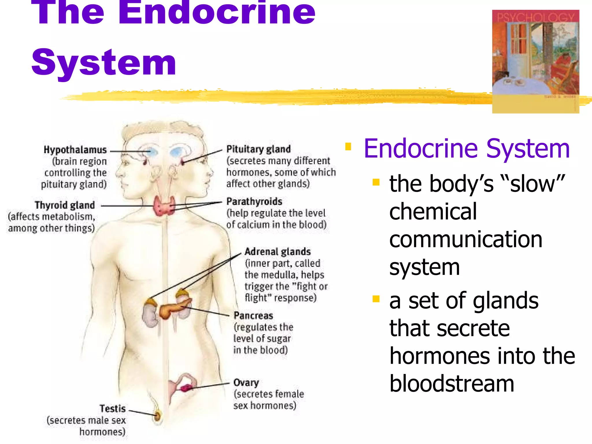 The Endocrine System Endocrine System the body’s “slow” chemical communication system a set of glands that secrete hormones into the bloodstream 