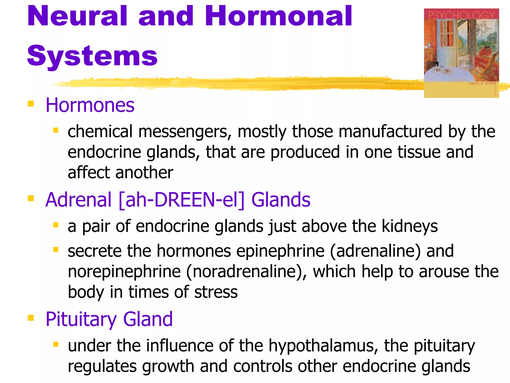 Neural and Hormonal Systems Hormones chemical messengers, mostly those manufactured by the endocrine glands, that are produced in one tissue and affect another Adrenal [ah-DREEN-el] Glands   a pair of endocrine glands just above the kidneys secrete the hormones epinephrine (adrenaline) and norepinephrine (noradrenaline), which help to arouse the body in times of stress Pituitary Gland under the influence of the hypothalamus, the pituitary regulates growth and controls other endocrine glands 