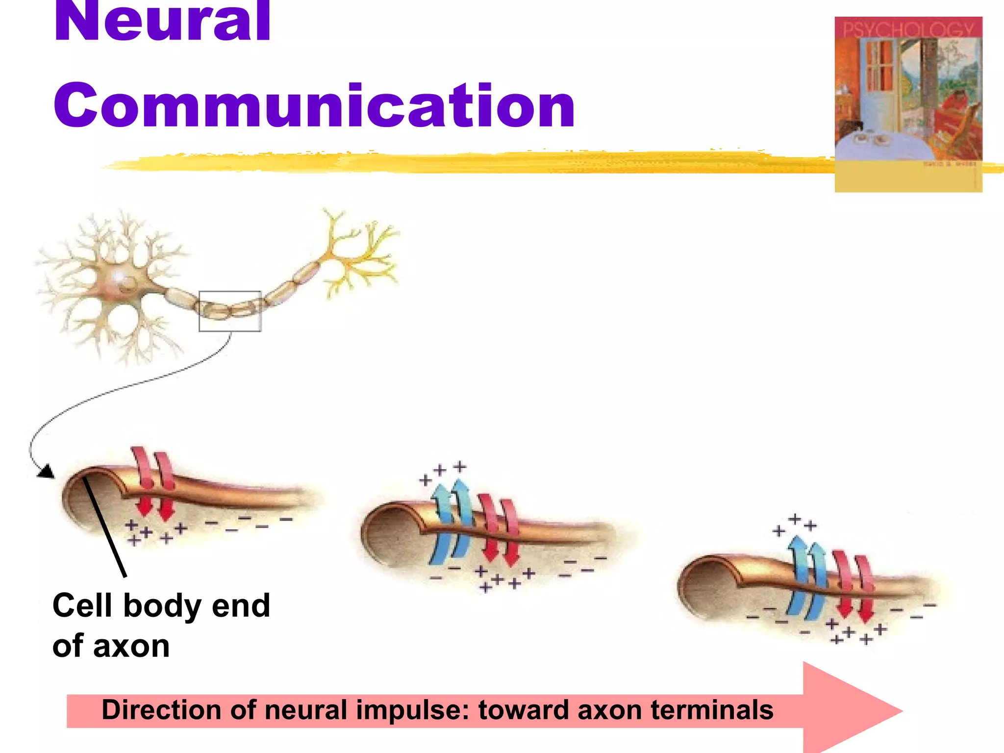 Neural Communication Cell body end  of axon Direction of neural impulse: toward axon terminals 