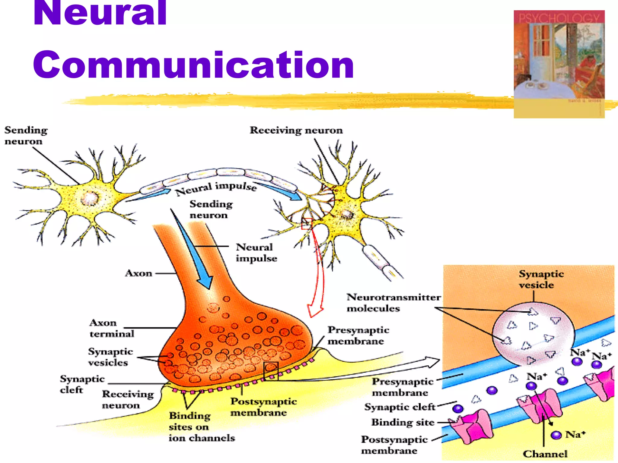 Neural Communication 
