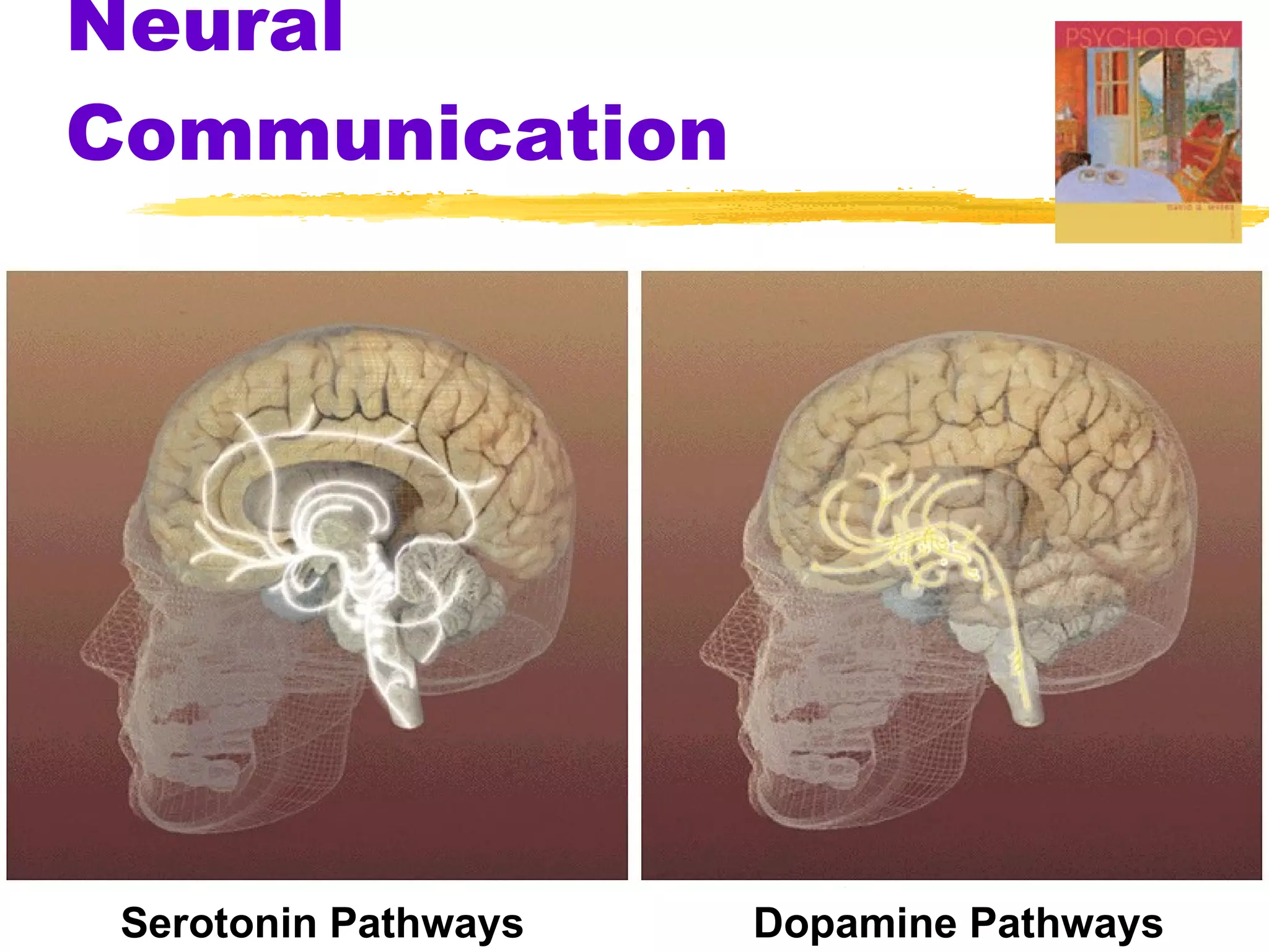 Neural Communication Serotonin Pathways Dopamine Pathways 