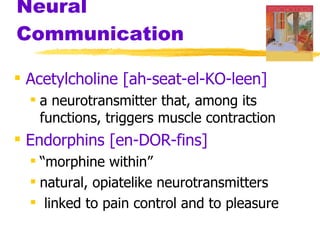Neural Communication Acetylcholine [ah-seat-el-KO-leen]   a neurotransmitter that, among its functions, triggers muscle contraction Endorphins [en-DOR-fins]   “ morphine within”  natural, opiatelike neurotransmitters linked to pain control and to pleasure 
