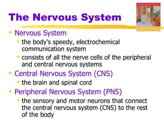 The Nervous System Nervous System   the body’s speedy, electrochemical communication system  consists of all the nerve cells of the peripheral and central nervous systems Central Nervous System (CNS)   the brain and spinal cord Peripheral Nervous System (PNS)   the sensory and motor neurons that connect the central nervous system (CNS) to the rest of the body 