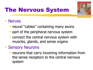 The Nervous System Nerves  neural “cables” containing many axons part of the peripheral nervous system connect the central nervous system with muscles, glands, and sense organs Sensory Neurons   neurons that carry incoming information from the sense receptors to the central nervous system 
