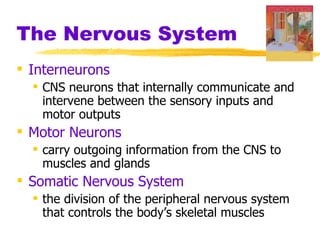 The Nervous System Interneurons  CNS neurons that internally communicate and intervene between the sensory inputs and motor outputs Motor Neurons carry outgoing information from the CNS to muscles and glands Somatic Nervous System the division of the peripheral nervous system that controls the body’s skeletal muscles 