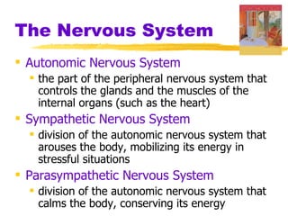 The Nervous System Autonomic Nervous System   the part of the peripheral nervous system that controls the glands and the muscles of the internal organs (such as the heart) Sympathetic Nervous System   division of the autonomic nervous system that arouses the body, mobilizing its energy in stressful situations Parasympathetic Nervous System   division of the autonomic nervous system that calms the body, conserving its energy 