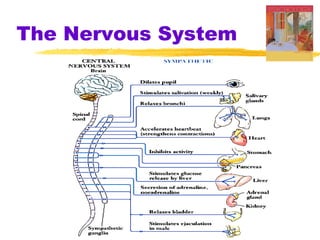 The Nervous System 