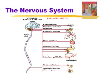 The Nervous System 
