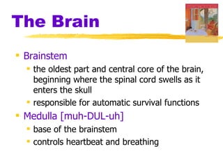 The Brain Brainstem   the oldest part and central core of the brain, beginning where the spinal cord swells as it enters the skull responsible for automatic survival functions Medulla [muh-DUL-uh]   base of the brainstem controls heartbeat and breathing 