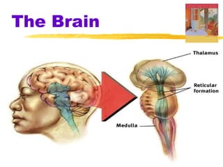 The Brain 