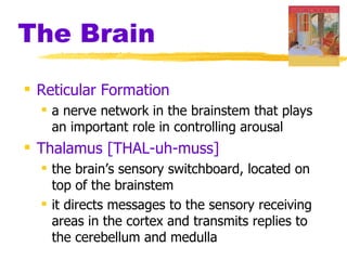The Brain Reticular Formation a nerve network in the brainstem that plays an important role in controlling arousal Thalamus [THAL-uh-muss]   the brain’s sensory switchboard, located on top of the brainstem it directs messages to the sensory receiving areas in the cortex and transmits replies to the cerebellum and medulla 