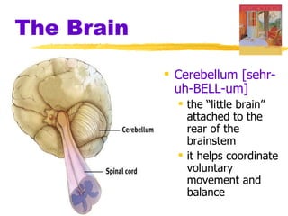 The Brain Cerebellum [sehr-uh-BELL-um]   the “little brain” attached to the rear of the brainstem it helps coordinate voluntary movement and balance 