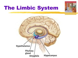 The Limbic System 