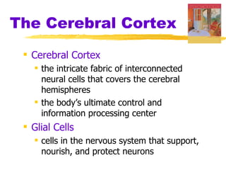 The Cerebral Cortex Cerebral Cortex   the intricate fabric of interconnected neural cells that covers the cerebral hemispheres the body’s ultimate control and information processing center Glial Cells   cells in the nervous system that support, nourish, and protect neurons 