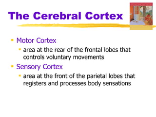 The Cerebral Cortex Motor Cortex area at the rear of the frontal lobes that controls voluntary movements Sensory Cortex area at the front of the parietal lobes that registers and processes body sensations 