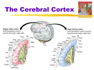 The Cerebral Cortex 