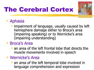 The Cerebral Cortex Aphasia impairment of language, usually caused by left hemisphere damage either to Broca’s area (impairing speaking) or to Wernicke’s area (impairing understanding) Broca’s Area   an area of the left frontal lobe that directs the muscle movements involved in speech Wernicke’s Area   an area of the left temporal lobe involved in language comprehension and expression 