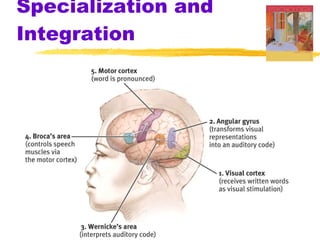Specialization and Integration 
