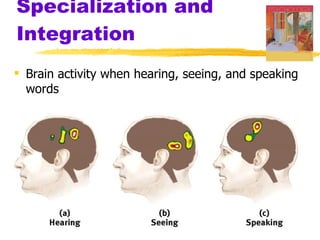 Specialization and Integration Brain activity when hearing, seeing, and speaking words 
