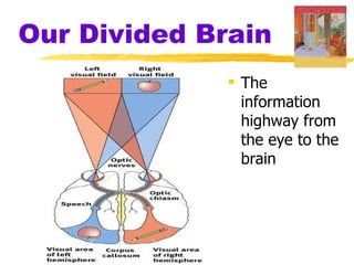 Our Divided Brain The information highway from the eye to the brain 