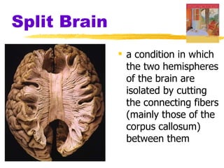 Split Brain a condition in which the two hemispheres of the brain are isolated by cutting the connecting fibers (mainly those of the corpus callosum) between them 